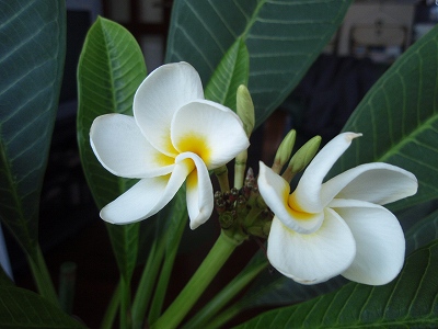b0008825_14431689.jpg