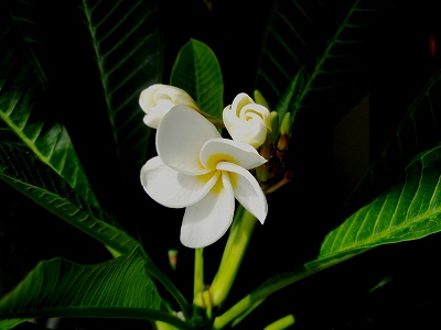 b0008825_14495368.jpg