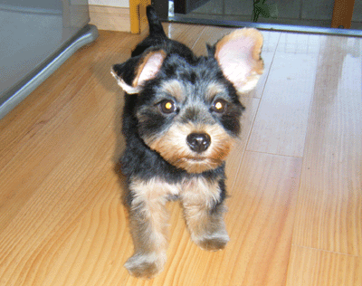 f0008935_1414477.gif