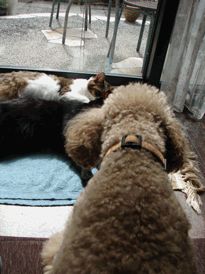 c0136736_22264345.gif