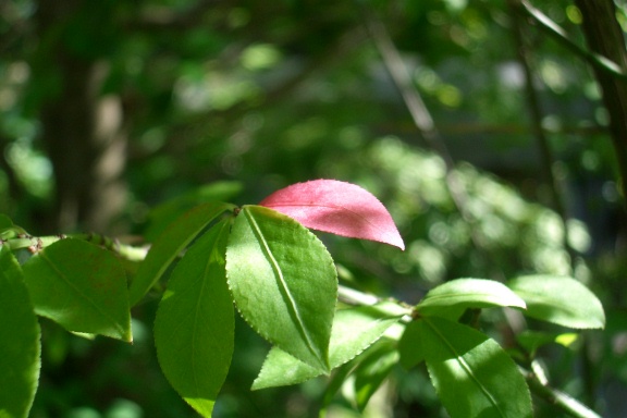 f0195963_9575377.jpg