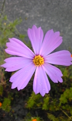 e0143667_12292523.jpg