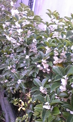 e0143667_12353253.jpg