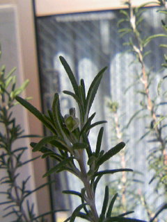 f0176570_8172526.jpg