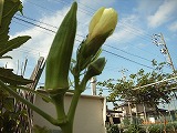 c0126271_19462740.jpg