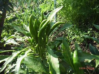 c0126271_20175559.jpg