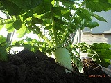 c0126271_2024354.jpg