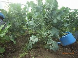 c0126271_2031440.jpg