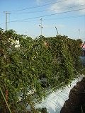 c0126271_2034611.jpg