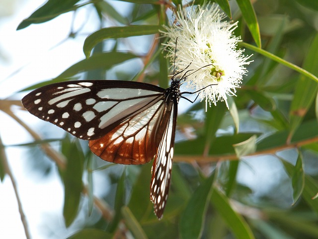 b0135573_16252555.jpg
