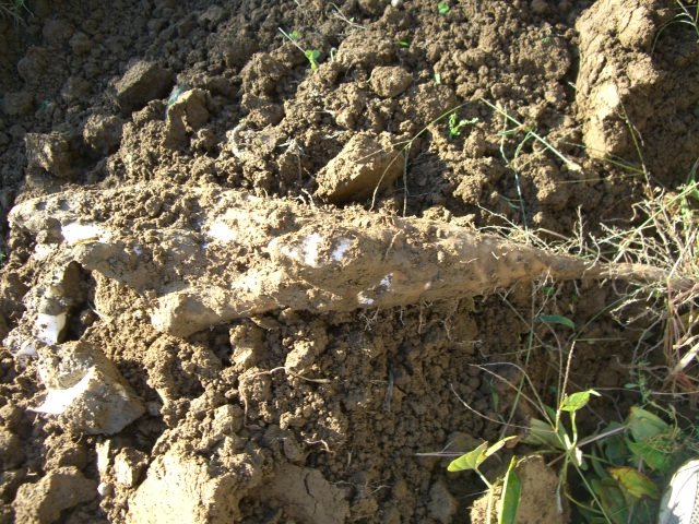 f0137275_28146.jpg