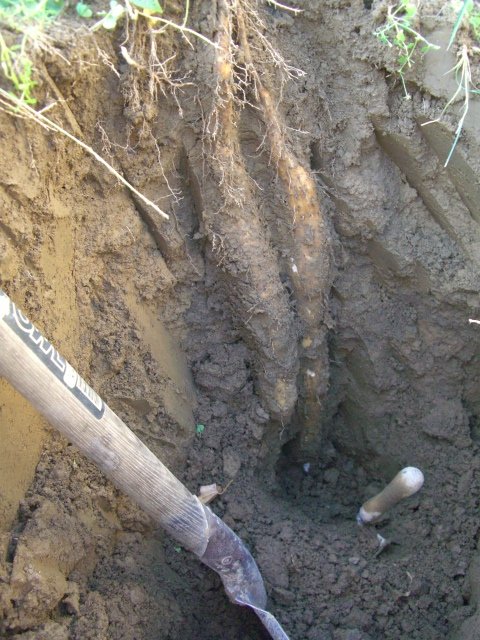 f0137275_28598.jpg