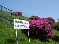 c0105785_8581256.jpg