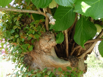 c0105785_9395182.jpg