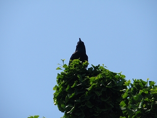 c0105785_974888.jpg