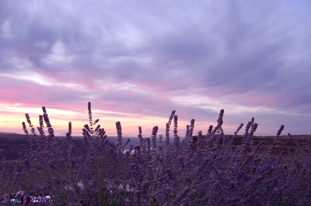 c0080101_13535090.jpg