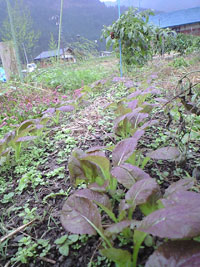 f0135908_20262322.jpg