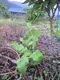 f0135908_20295611.jpg