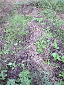 f0135908_20311862.jpg