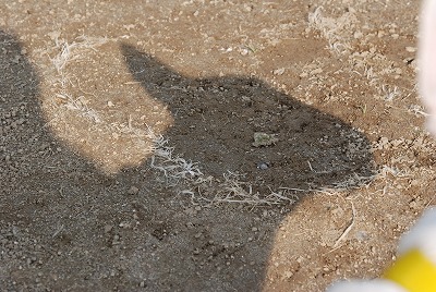 e0121418_22532475.jpg