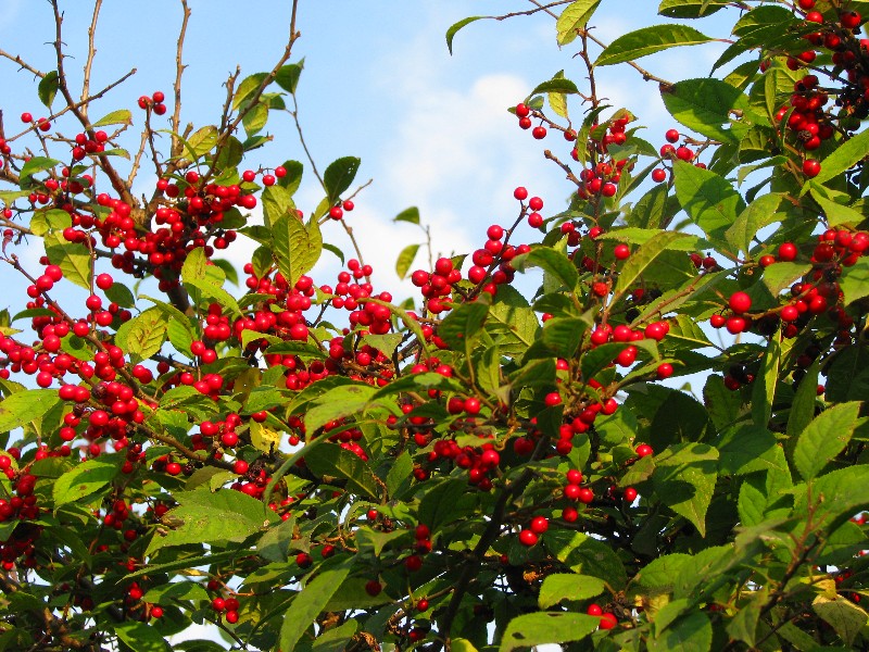a0004023_2214222.jpg