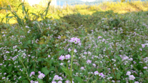 f0060424_9281863.jpg