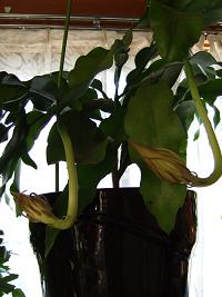 e0089238_1010167.jpg