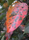 c0153259_17234697.jpg