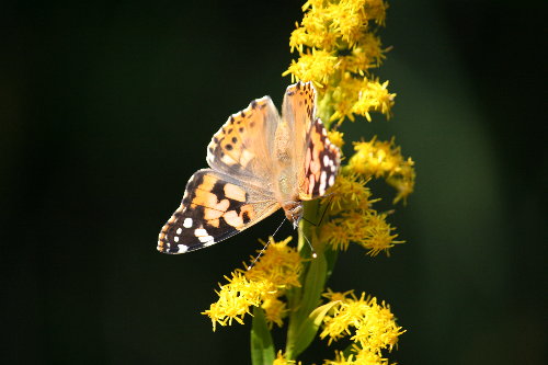 f0181173_13242888.jpg
