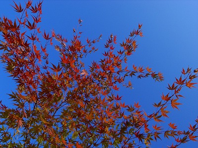 e0145805_21134647.jpg