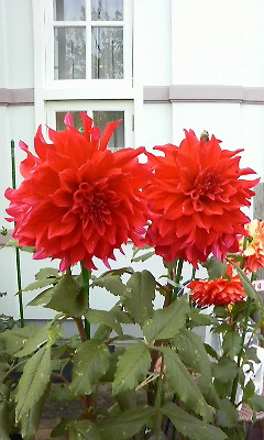d0048007_14433062.jpg