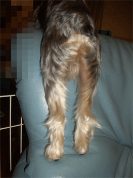 c0143711_1215018.gif