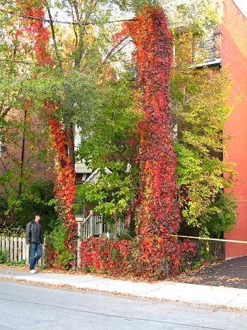 c0126120_87244.jpg