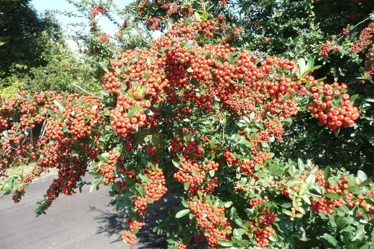 e0033229_22241811.jpg