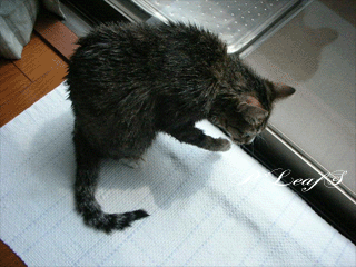 c0176651_15251139.gif