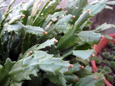 c0147952_1904915.jpg