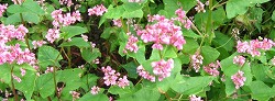 e0041168_11381211.jpg