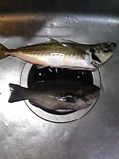 f0191888_11582948.jpg