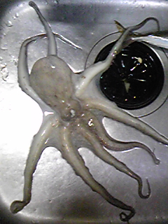 f0191888_11583012.jpg