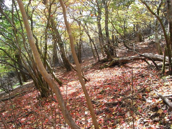 f0187402_1032465.jpg