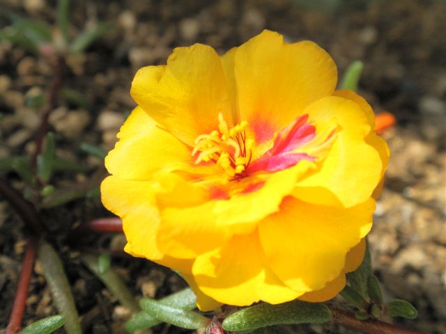 c0056315_2323870.jpg