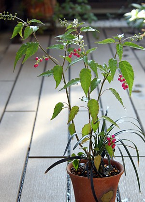 c0038434_15402462.jpg