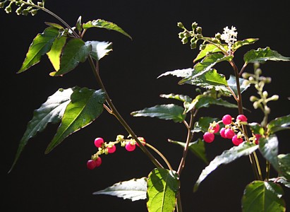 c0038434_15404340.jpg