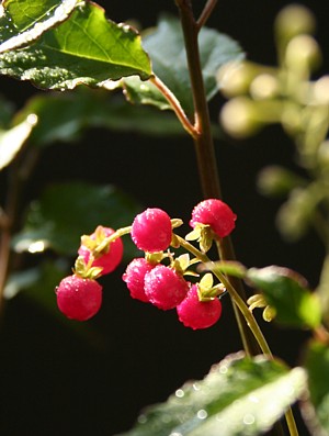 c0038434_1541376.jpg