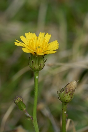 e0054067_223570.jpg