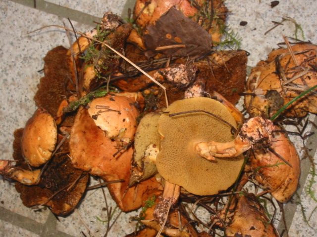 d0094868_17472230.jpg
