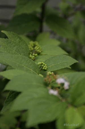 c0027369_10505414.jpg