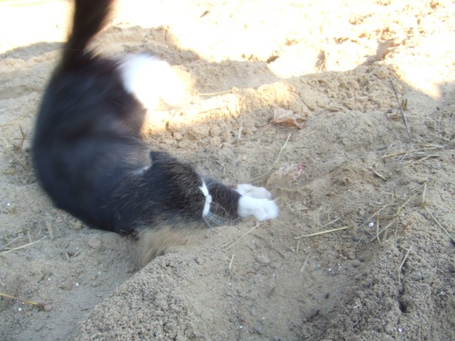 c0062603_9465970.jpg