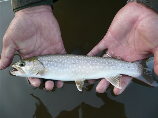d0126708_6342260.jpg