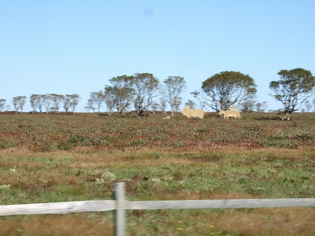 e0124011_1231187.jpg